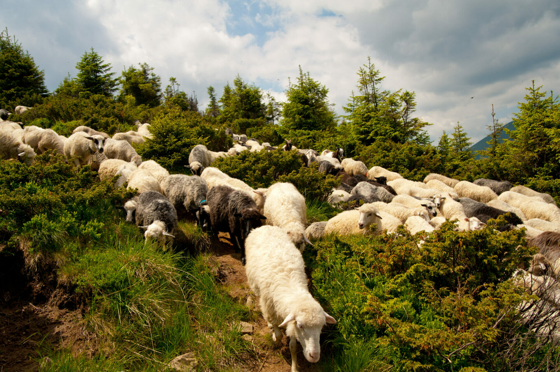 Schapenservice Hurby schapen weide kudde scaled
