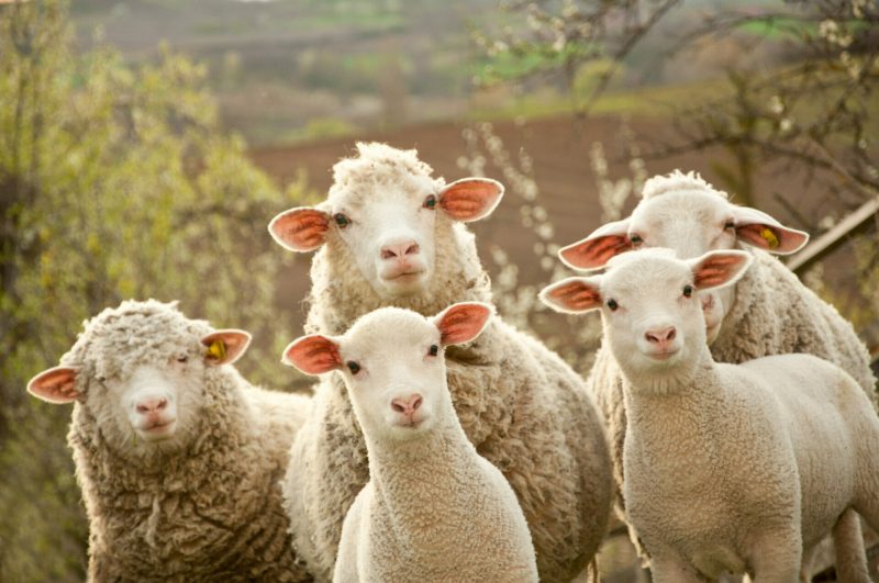 lammeren schapen