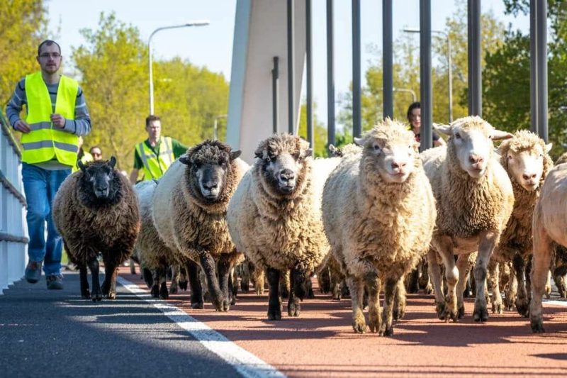 schapenservice hurby schaap straat